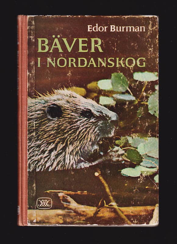 Edor Burman : Bäver i Nordanskog