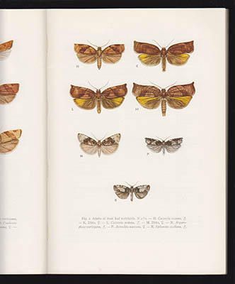 Edvard Sylvén : Studies on fruit leaf tortricids (Lepidoptera)