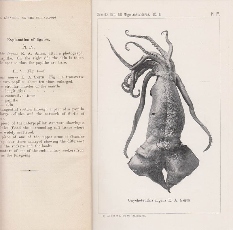 Einar Lönnberg : On the cephalopods collected by the Swedish expedition to Tierra del Fuego 1895-96