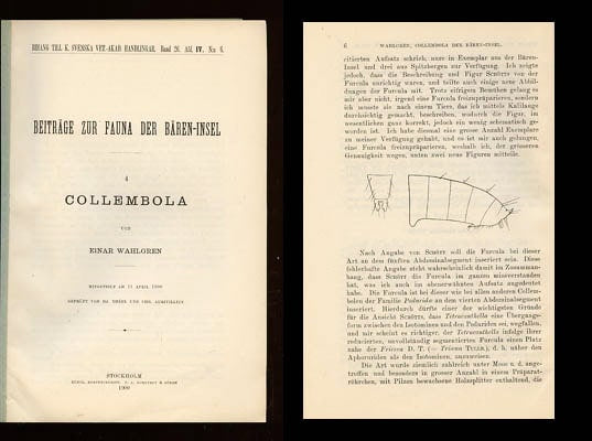 Einar Wahlgren : Beiträge zur Fauna der Bären-Insel. 4. Collembola