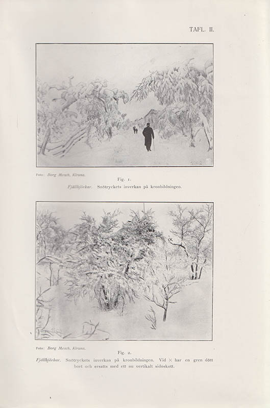 Emil Haglund : Ur de högnordiska vedväxternas ekologi