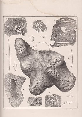 Emil von Dunikowski : Ueber Permo-Carbon-Schwämme von Spitzbergen. Mit zwei Tafeln