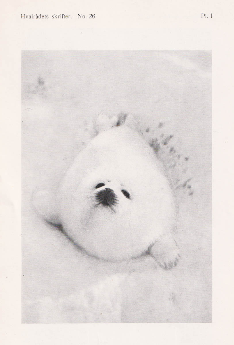 Erling Sivertsen : On the Biology of the Harp Seal. Phoca groenlandica Erxl. Investigations Carried out in the White Sea 1925-1937. With a norwegian preface by the sealing commission