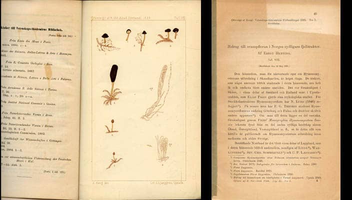 Ernst Henning : Bidrag till svampfloran i Norges sydligare fjelltrakter