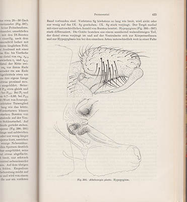 Ernst Josef Fittkau : Die Tanypodinae (Diptera