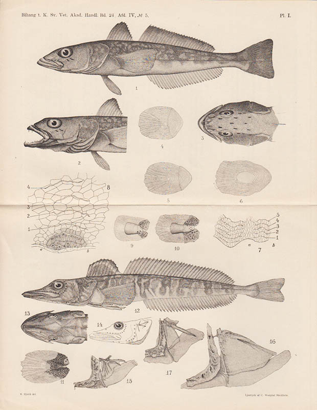 F. A. Smitt : Poissons de l'expédition scientifique à la Terre de Feu sous la direction du Docteur O. Nordenskiöld, recueillis par le Docteur A. Ohlin et Mr. H. Åkerman. I. Nototheniae. Avec 3 planches + Poissons de l'expédition scientifique à la Terre de Feu. ... II. Avec 6 planches + Poissons d'eau douce de la Patagonie recueillis par E. Nordenskiöld 1898-99. Décrits. Avec 4 planches