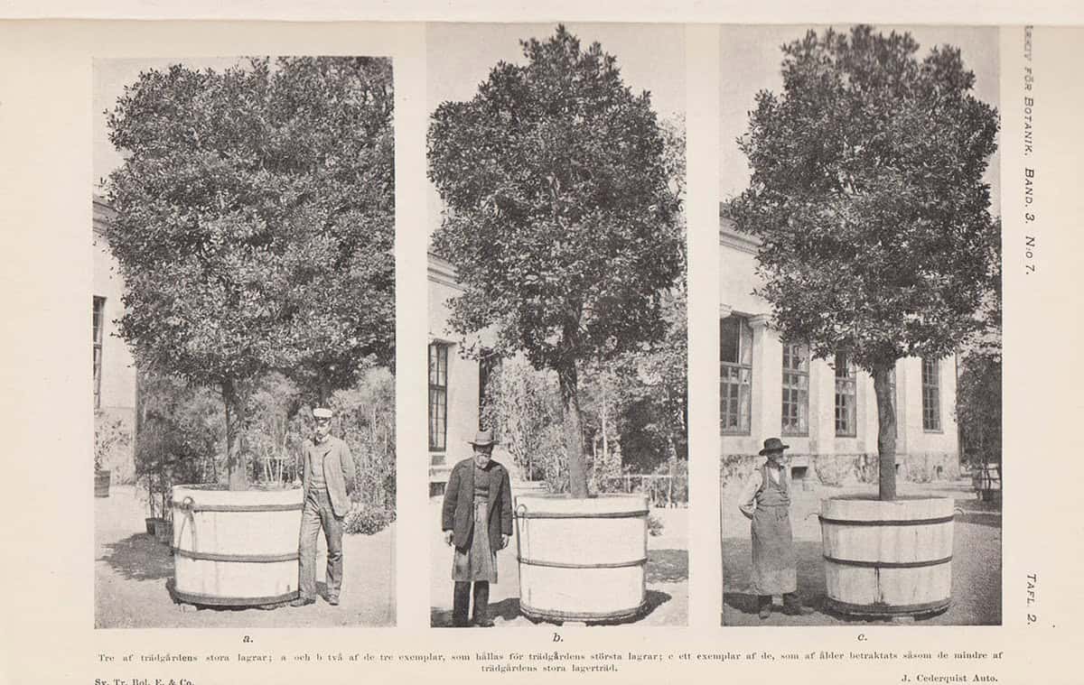 F. R. Kjellman : Linnéminnen i Uppsala botaniska trädgård. Kritisk undersökning. Af F. R. Kjellman. Med 3 taflor och 8 bilder i texten. Meddelad den 8 juni 1904