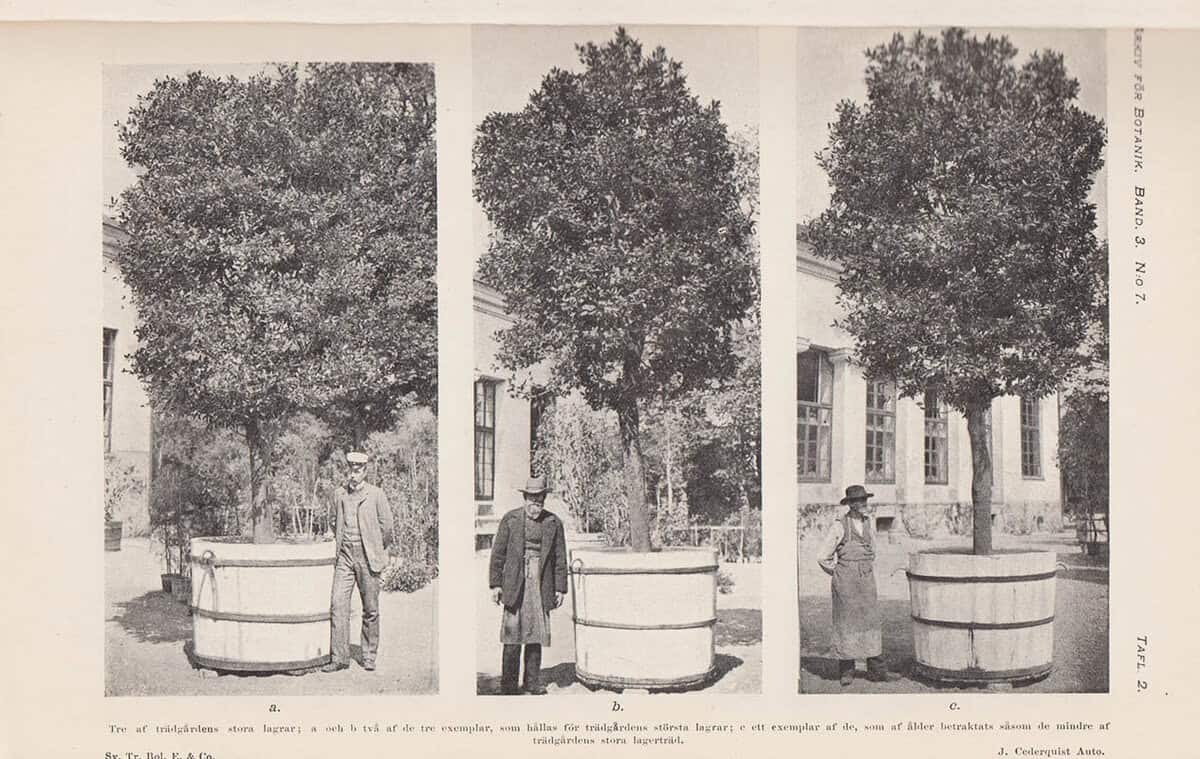 F. R. Kjellman : Linnéminnen i Uppsala botaniska trädgård. Kritisk undersökning. Af F. R. Kjellman. Med 3 taflor och 8 bilder i texten. Meddelad den 8 juni 1904