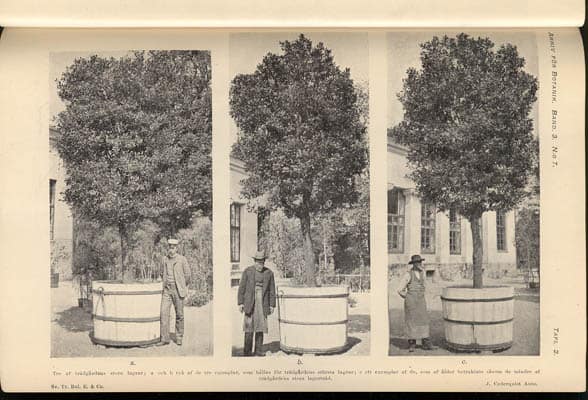 F. R. Kjellman : Linnéminnen i Uppsala botaniska trädgård. Kritisk undersökning. Af F. R. Kjellman. Med 3 taflor och 8 bilder i texten. Meddelad den 8 juni 1904 (dedikation)