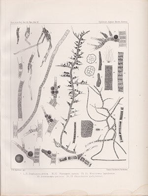 F. R. Kjellman : Ueber die Algenvegetation des Murmanschen Meeres an der Westküste von Nowaja Semlja und Wajgatsch. Mit einer Tafeln (Mitgetheilt der Königl. Gesellschaft des Wissenschaften zu Upsala am 7 April 1877)