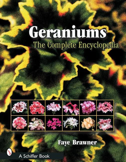 Faye Brawner : Geraniums