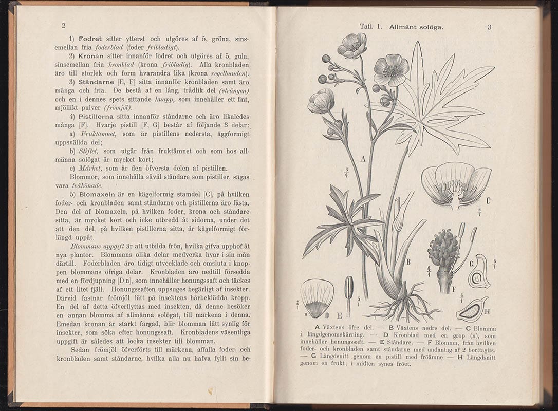 Forssell, K. B. J. (Karl Bror Jakob, 1856-1898) ; Skårman, J. A. O. (Johan, Albert Otto, 1862-1950) : Inledning till botaniken jämte ett bihang, innehållande förklaringar öfver botaniska termer. Utgifven av J. A. O. Skårman. Med 19 taflor och talrika träsnitt
