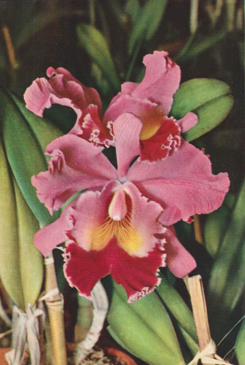 Friedrich Schnack : Exotische Flora. Flora Schoen ist die welt