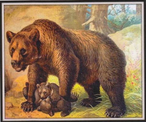 Friedrich Specht : Björn med två ungar