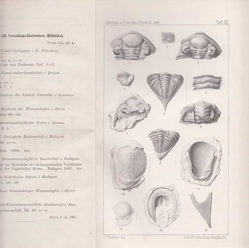 G. Lindström : Förteckning på Gotlands Siluriska Crustacéer. Tafl. XII-XVI. (Meddeladt den 10 Juni 1885)
