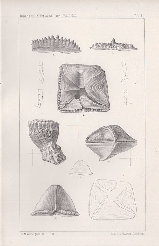 G. Lindström : Om de Palæozoiska Formationernas Operkelbärande Koraller. Med nio Taflor