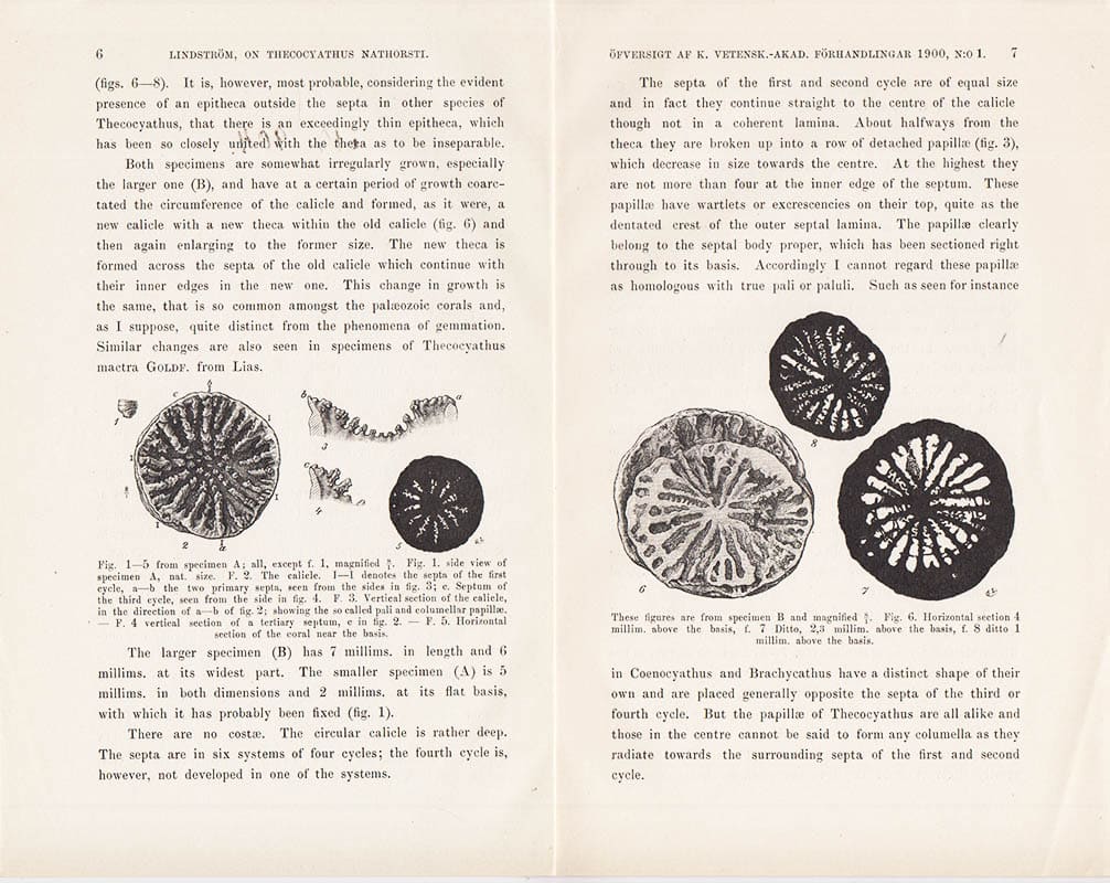 G. Lindström : On Thecoyathus Nathorsti n sp., a Neocomian coral from King Charles Land