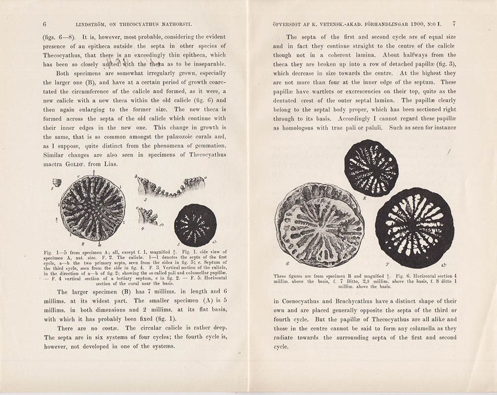 G. Lindström : On Thecoyathus Nathorsti n sp., a Neocomian coral from King Charles Land