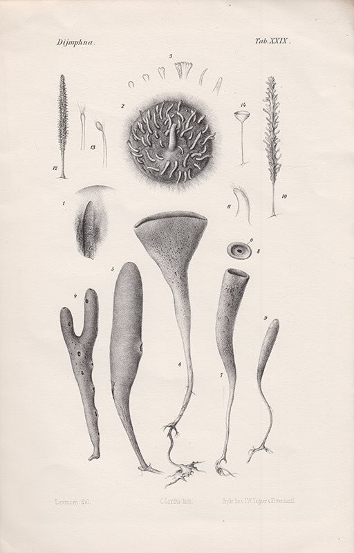 G. M. R. Levinsen : Kara-Havets Svampe (Porifera). (Hertil Tab. XXIX-XXXI)