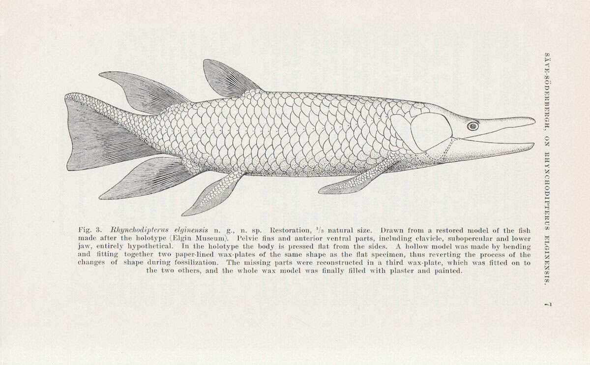 G. Säve-Söderbergh : On Rhynchodipterus elginensis n. g., n. sp., representing a new group of dipnoan-like choanata from the upper devonian of east Greenland and Scotland. A preliminary note by G. Säve-Söderbergh. Communicated April 4th by E. Stensiö