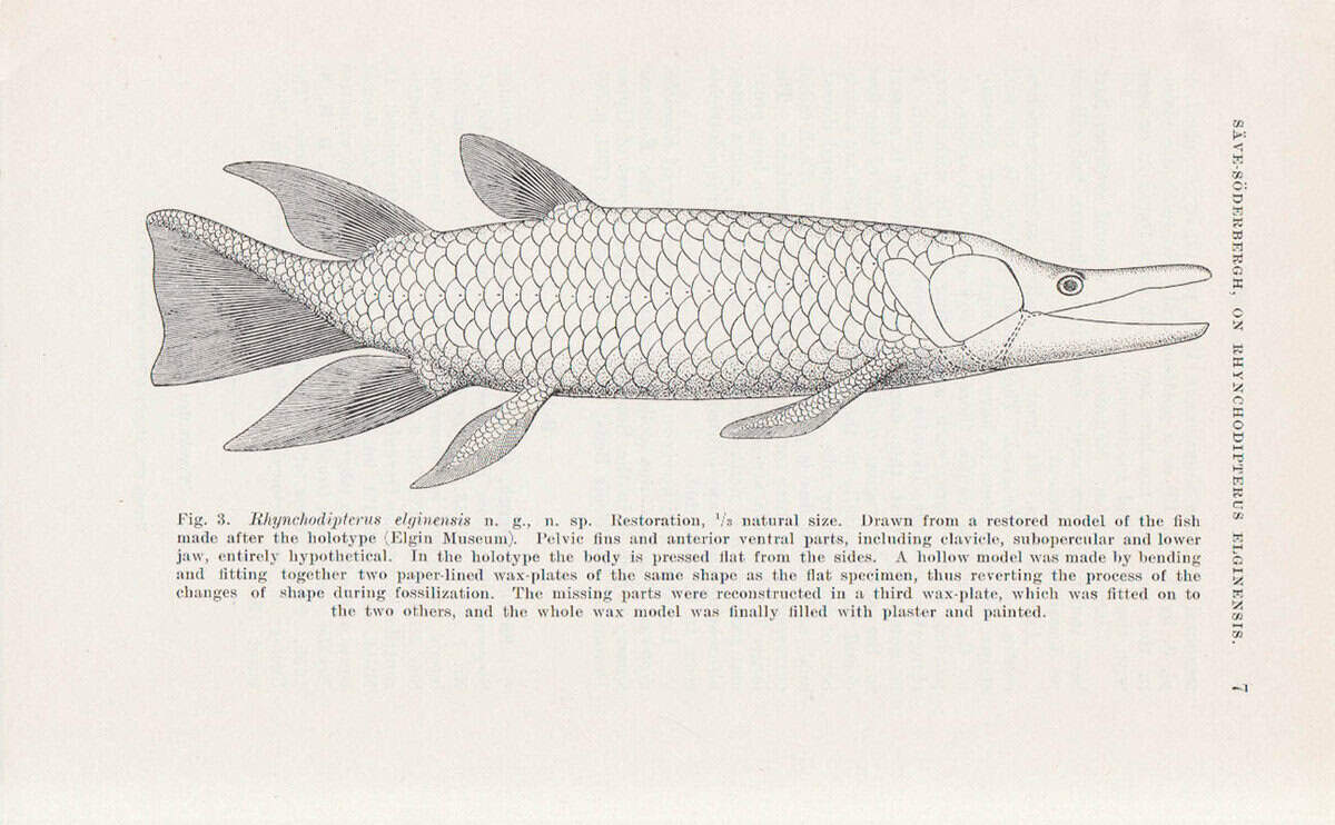 G. Säve-Söderbergh : On Rhynchodipterus elginensis n. g., n. sp., representing a new group of dipnoan-like choanata from the upper devonian of east Greenland and Scotland. A preliminary note by G. Säve-Söderbergh. Communicated April 4th by E. Stensiö