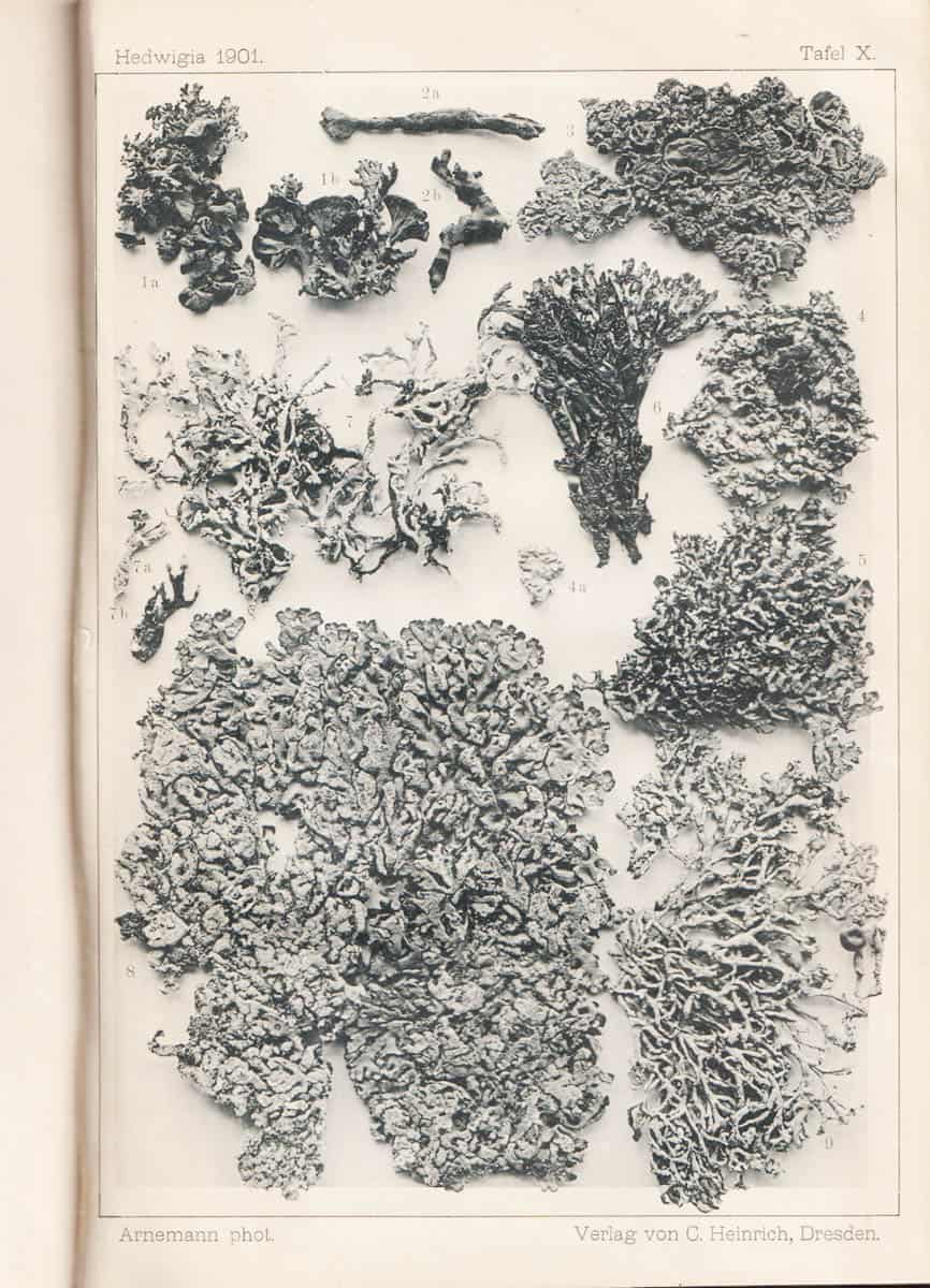 Georg Bitter : Zur Morphologie und Systematik von Parmelia, untergattung Hypogymnia. Mit Tafeln X und XI und 21 Figuren im Text
