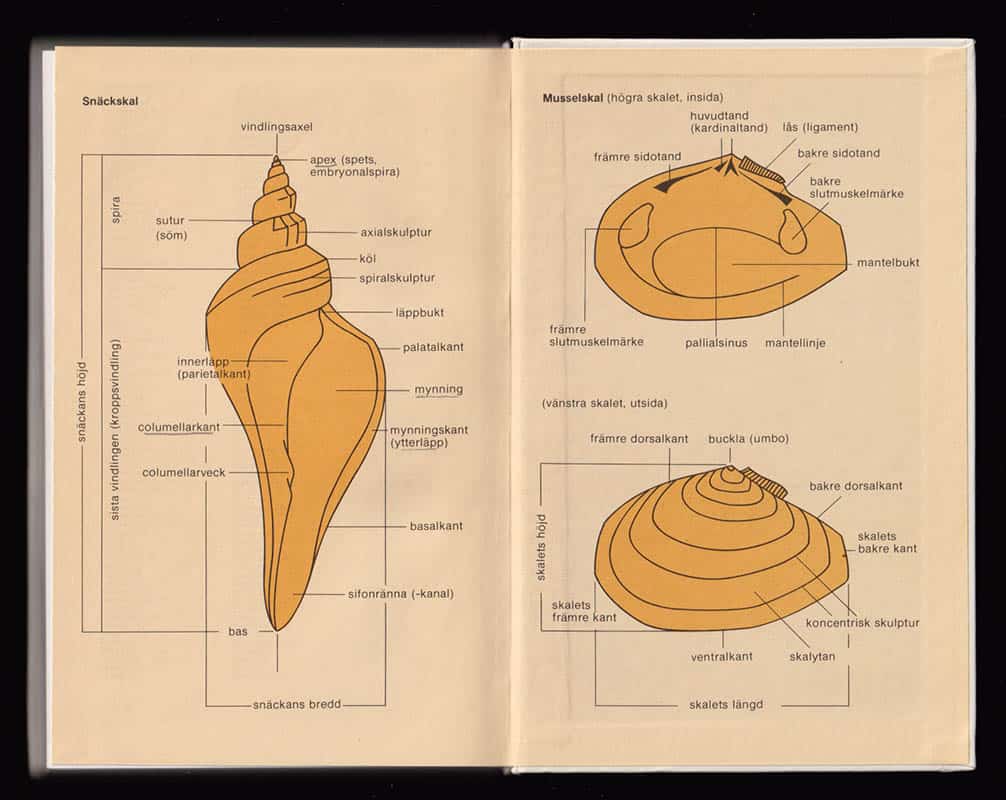 Gert Lindner : Snäckor och musslor i världshaven