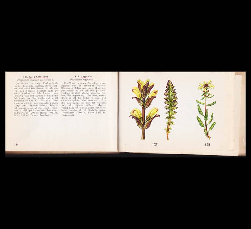 Gjaerevoll, Olav ; Jørgensen, Reidar Gudrun : Fjällflora. Färgteckningar Dagny Tande Lid