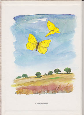 Göran Brunius : Svenska fjärilar i text och bild. Skisser av Göran Brunius