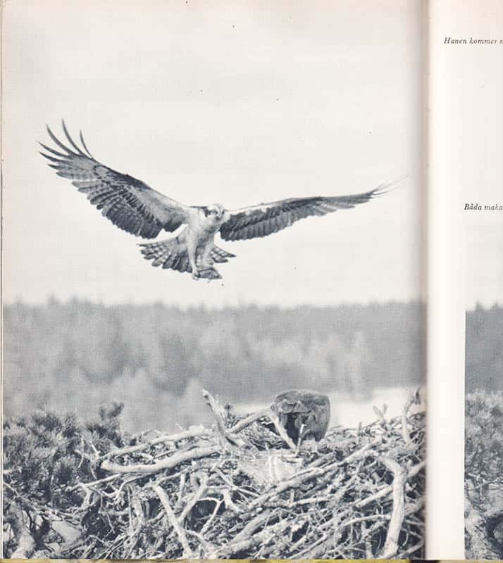 Gösta Tysk : Vårnätter och vildmarksliv