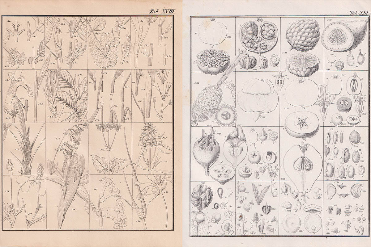 Gottlieb Wilhelm Bischoff : Handbuch der botanischen Terminologie und Systemkunde. I-II:1-2 (av IV i tre volymer)