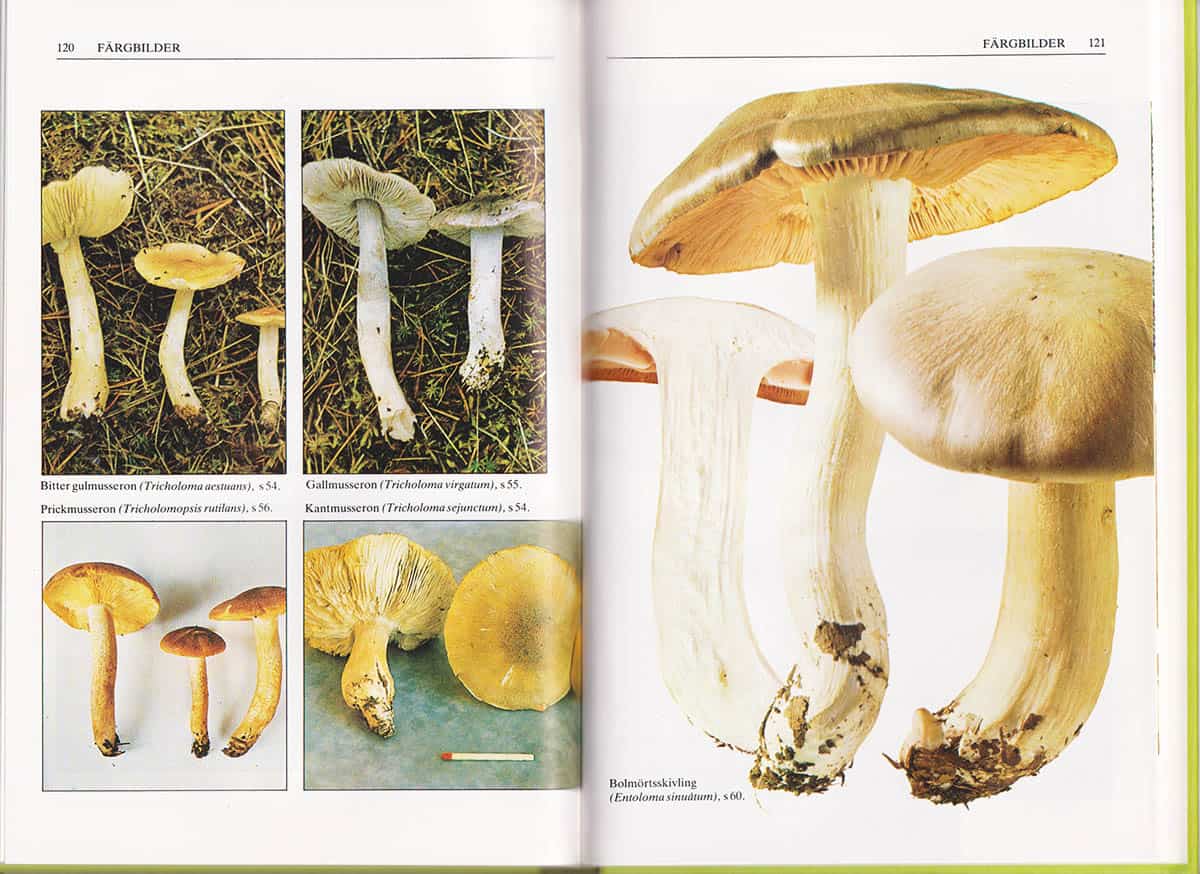 Gulden, Gro ; Schumacher, Trond ; Jacobsson, Stig ; Persson, Hans : Giftiga svampar och svampförgiftningar