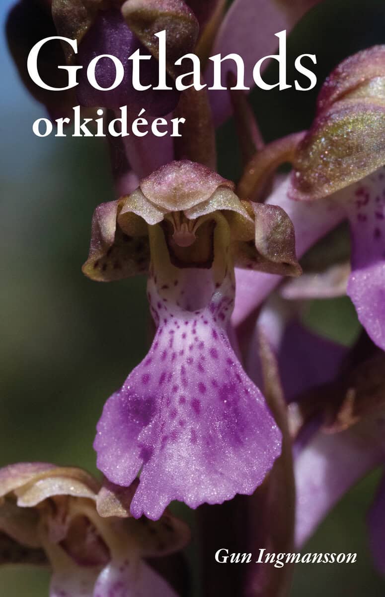 Gun Ingmansson : Gotlands orkidéer