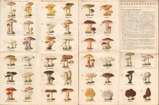 Gunnar Kock : A. S. K:s svampkarta (hela folkets svampkarta)