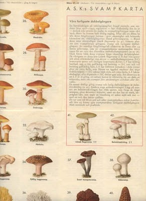 Gunnar Kock : A. S. K:s svampkarta (hela folkets svampkarta)