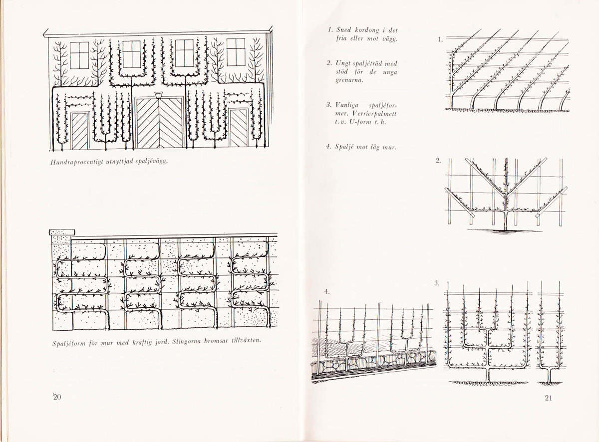 Gustav Rudolf Ferlenius : Sydfrukter i Nordens trädgårdar