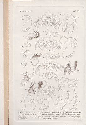 H. J. Hansen : Malacostraca marina Groenlandiæ occidentalis