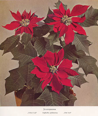 Paludan, H. K. og Bacher, T. : Blomsterdyrkning under Glas. De vigtigste Handelskkulturer