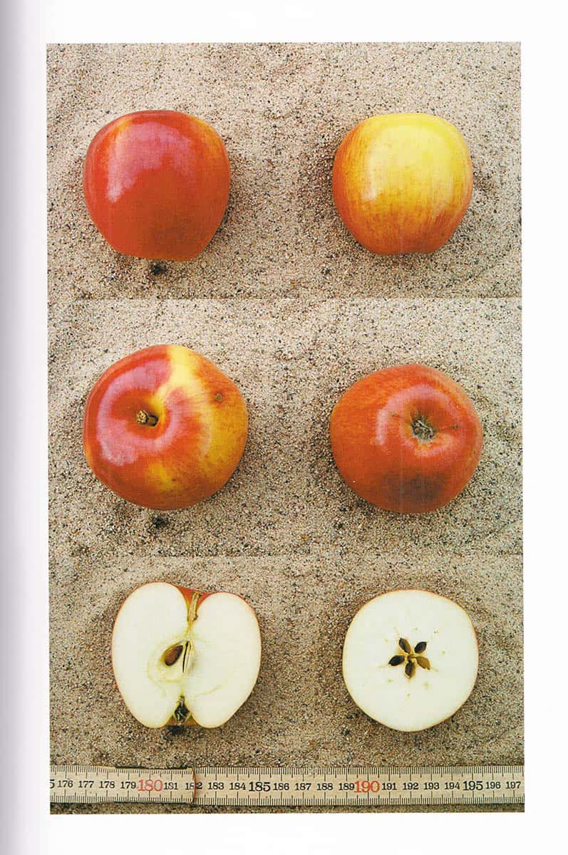 Svensson, Håkan ; Kastman, Kent : Äpplen i Sverige. 224 äppelsorter i text och bild