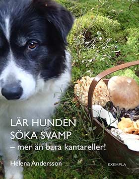 Helena Andersson : Lär hunden söka svamp - mer än bara kantareller!