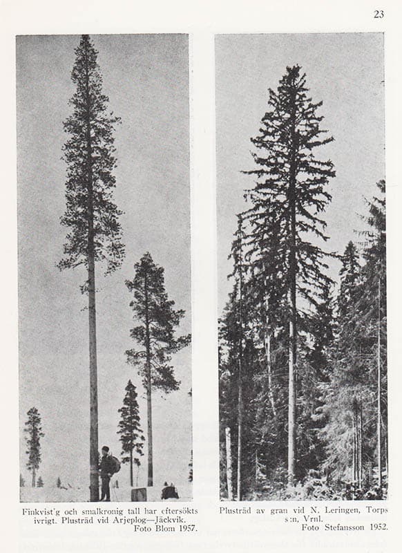 Helge Johnsson : Föreningen för växtförädling av skogsträd 1936-1958