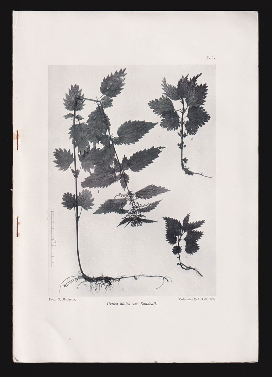 Herman Georg Simmons : Floran och vegetationen i Kiruna (dedikation)