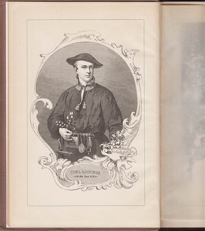 Herman Sätherberg : Blomsterkonungen