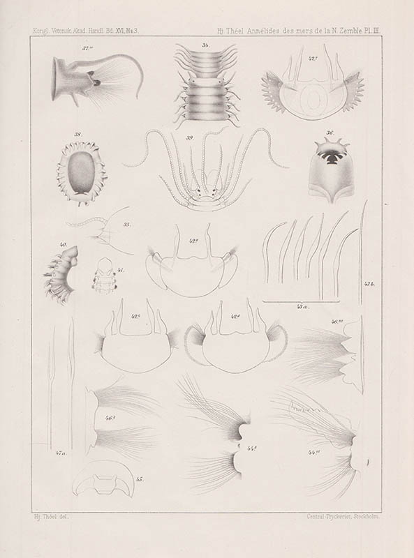 Hjalmar Théel : Annélides polychetes des mers de la nouvelle-zemble. Avec quatre plansches