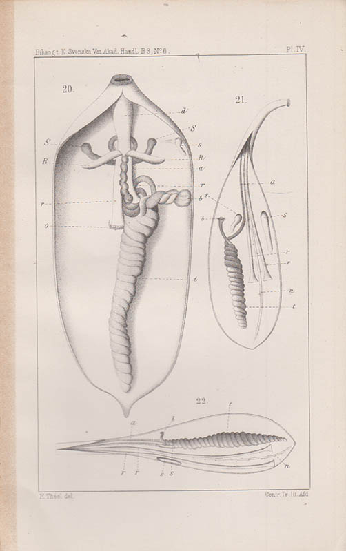 Hjalmar Théel : Études sur les géphyriens inermes des mers de la Scandinavie, du Spitzberg et du Groënland