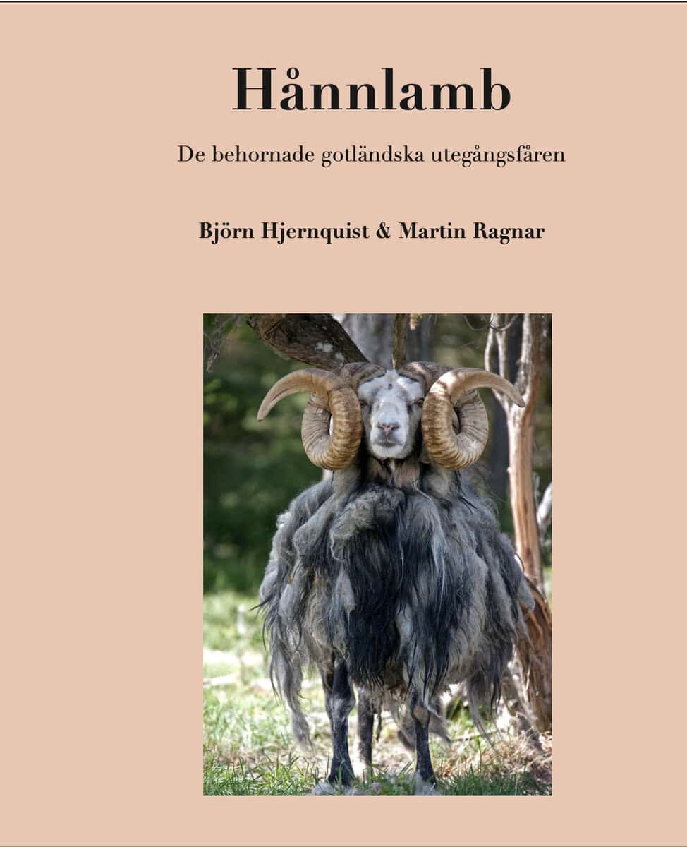 Hjernquist, Björn ; Ragnar, Martin : Hånnlamb : de behornade gotländska utegångsfåren