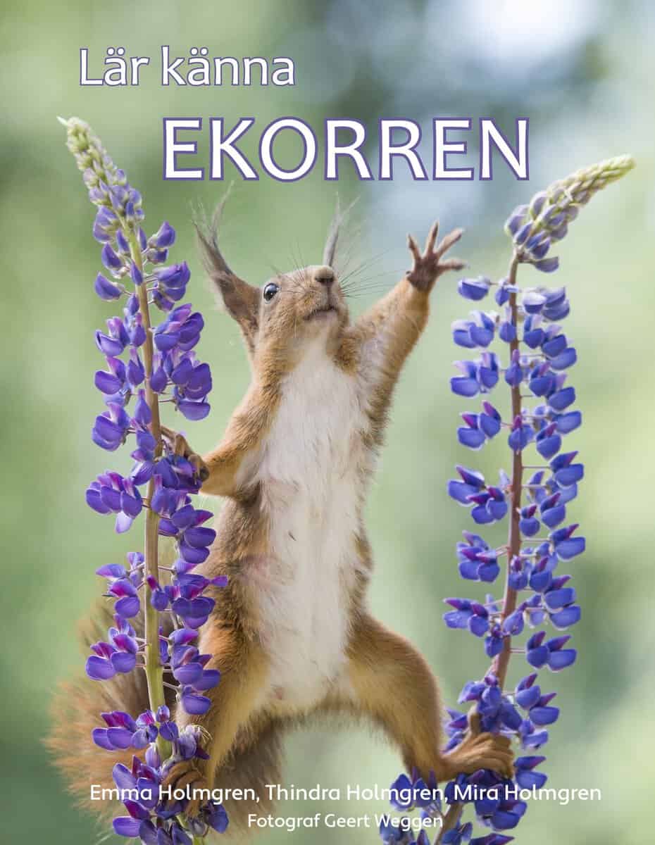 Holmgren, Emma ; Holmgren, Thindra ; Holmgren, Mira : Lär känna ekorren