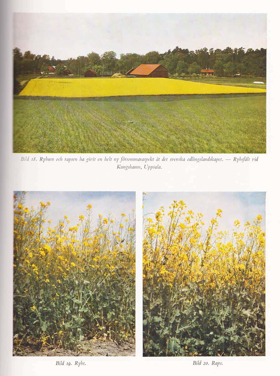 Hugo Osvald : Åkerns nyttoväxter