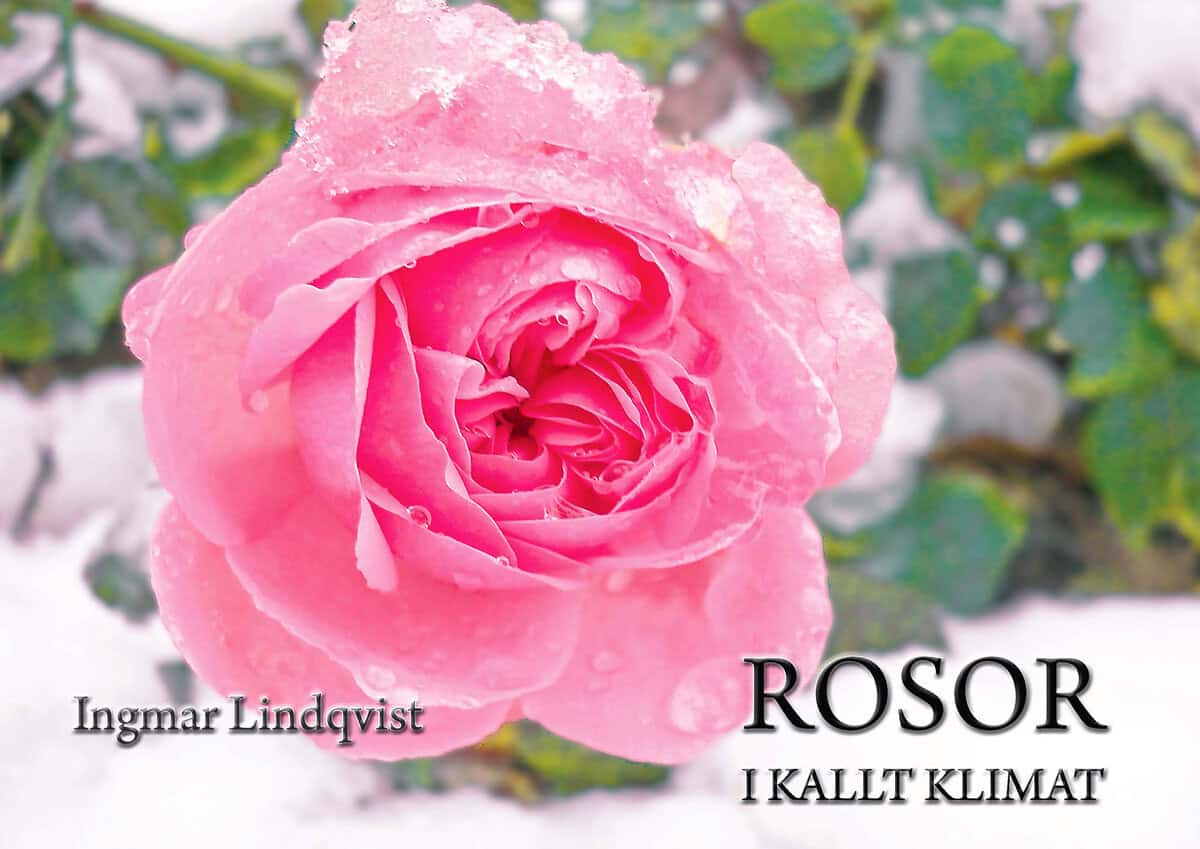 Ingmar Lindqvist : Rosor i kallt klimat