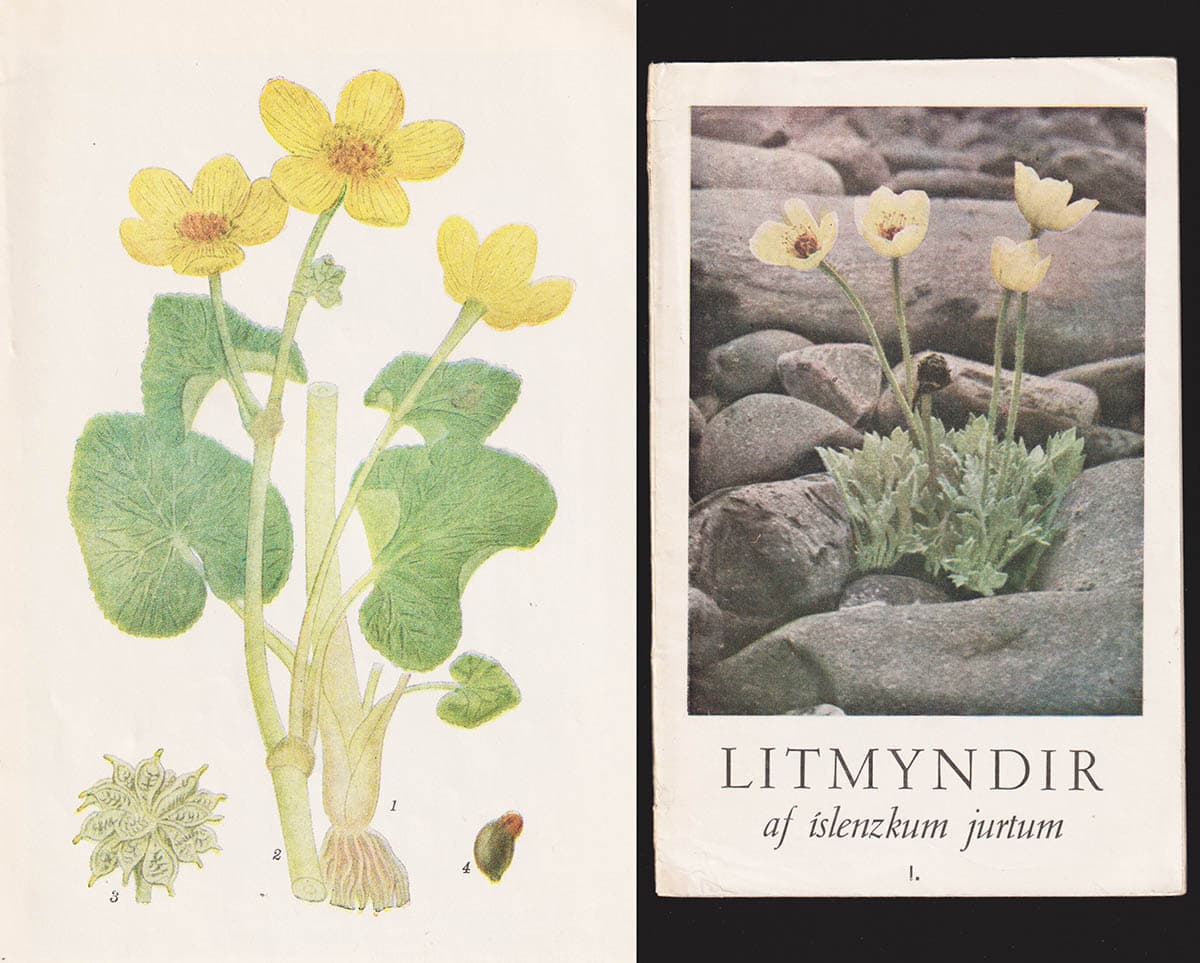 Ingólfur Davíðsson : Litmyndir af islenzkum jurtum I (av II) (isländska örter)